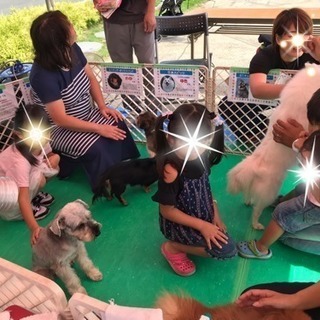 １１／１０ 大宮駅前 ワンちゃんふれあい広場 スタッフ募集の画像