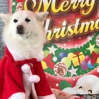 １１／２３ 小田原市にて イベントスタッフ募集 日給1万円の画像