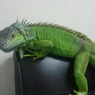 グリーンイグアナ 約1歳半