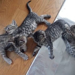元気いっぱいメスの子猫