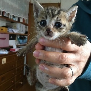 とても可愛い子猫達です！