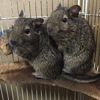 デグーマウス