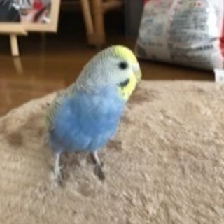足立区東伊興でセキセイインコが迷子になりました