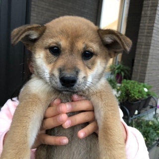 柴犬MIXの女の子  無事に素敵な里親さんに出会えました！たくさ...