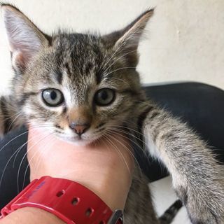 ☆キジトラ♂クロ♂のイケメン！？兄弟子猫