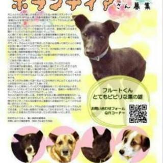 犬猫の里親、一時預りボランティア募集チラシ拡散のお手伝い