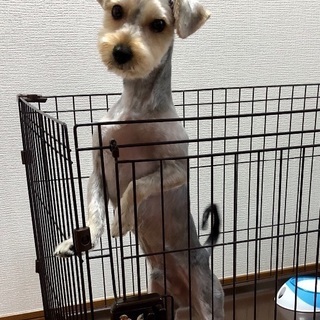 里親を探しています。