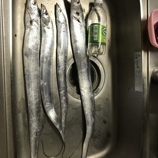 釣り仲間募集します‼︎