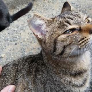 只今、交渉中です。一歳半のメス猫ちゃん