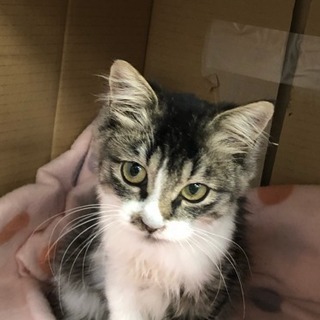 少し長毛の子猫里親さん募集