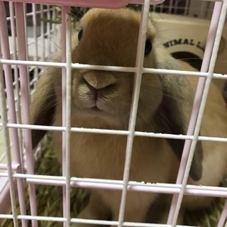 うさぎ ロップイヤーラビットとライオンラビット