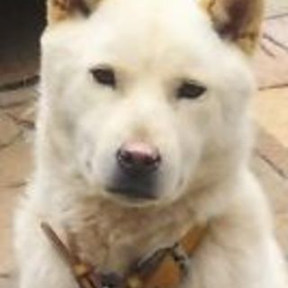 北海道犬 4歳 オス