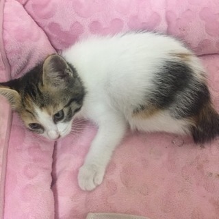 三毛猫1ヶ月です。