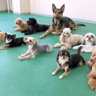 日曜日にもワンちゃんと一緒に習える！日曜フリータイムスクール開校...