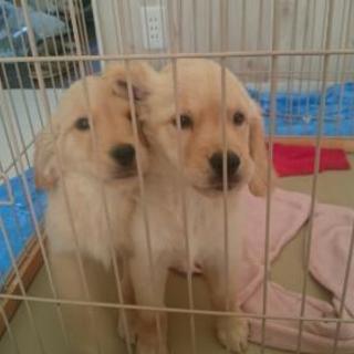 再掲載 ゴールデンレトリバーの子犬（４ヶ月）