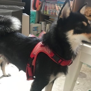 ハグしてくれる超人懐っこい黒柴