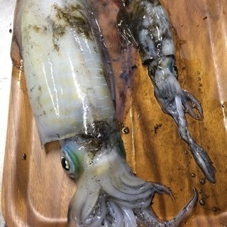 釣り友募集！ 石鯛釣り エギング