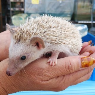 ハリネズミ色々