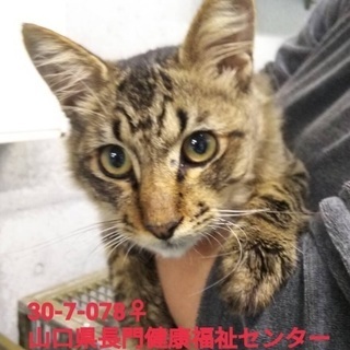 里親決定！有難うございました！保健所収容期限間近❗️人馴れ抜群抱...