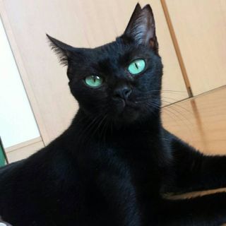 11月2日3日4日 3日連続❤️獣医大学の学祭にて譲渡会を行いま...