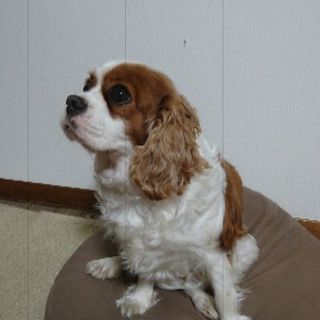 キャバリアキングチャールズスパニエル メス 