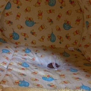 犬 ペット くまのプーさん ハチミツポットハウス 猫の画像