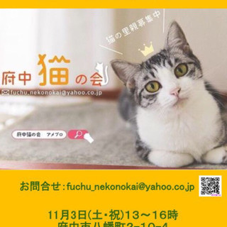 府中猫の譲渡会、開催★11月3日（土祝）13～16時＠府中★【NPO法人府中猫の会】の画像