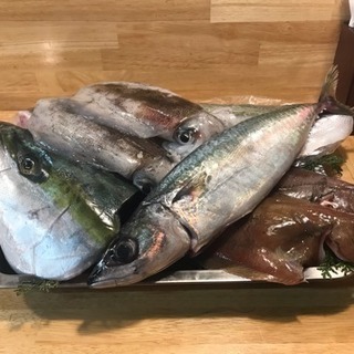 佐渡島のお魚  第六弾！
