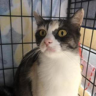 怖い顔には訳がありますの画像
