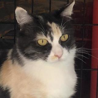 怖い顔には訳があります - 猫