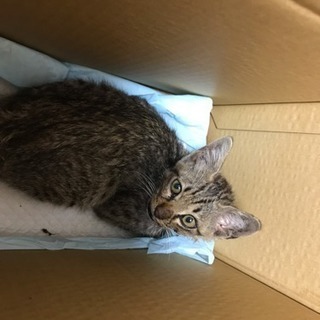 怪我をした子猫を保護しました。