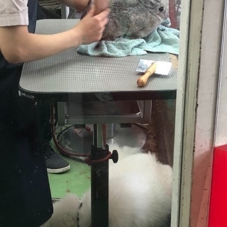 うさぎ ♀