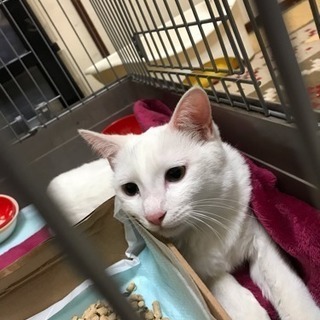猫好き家族です