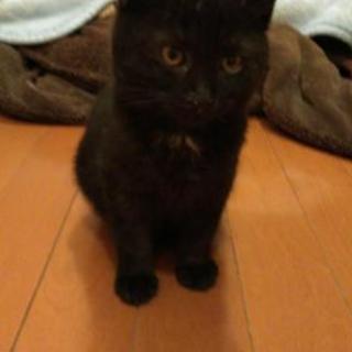 山の中に遺棄された黒さん