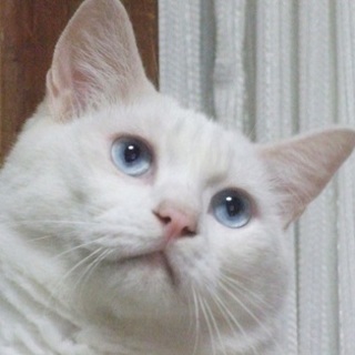 【とてもやさしい家族(里親様)が決まりました！】　リンちゃんです　