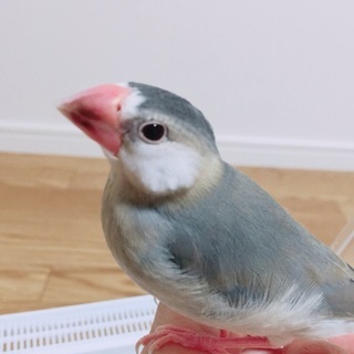 桜文鳥のオスを譲ります！