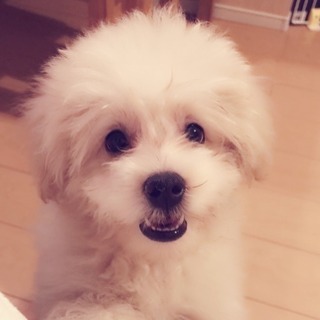 新しい家族になってください