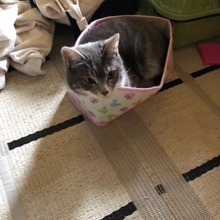 雑種の猫ちゃん ♀