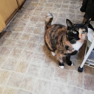 親子猫