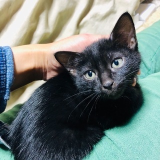 2ヶ月☆子猫ポポくん♡黒猫