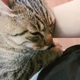 2歳の甘えん坊なキジトラくん