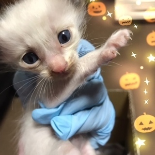応募あり一旦ストップします