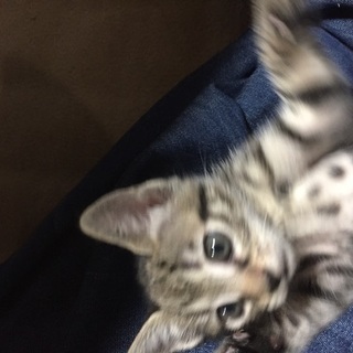 小さくて人懐こい猫ちゃんです