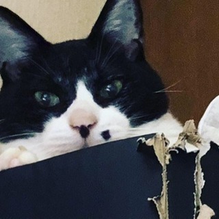猫、探してます
