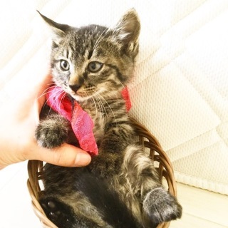 素晴らしいパパママに出逢えました❣️ - 神戸市
