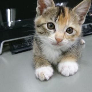 保護猫(子猫)