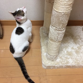 ★★とっても甘えん坊のキジ白男子 4ヶ月位★★ - 猫