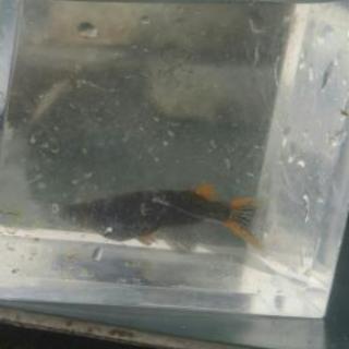 改良メダカの仲間