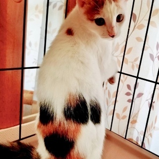 三毛っ子 チャイ。
