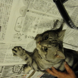 アメリカンショートヘアー　オス